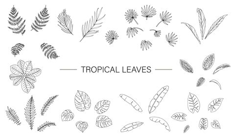 Vector set of tropical plant leaves. Line drawing of jungle foliage ...