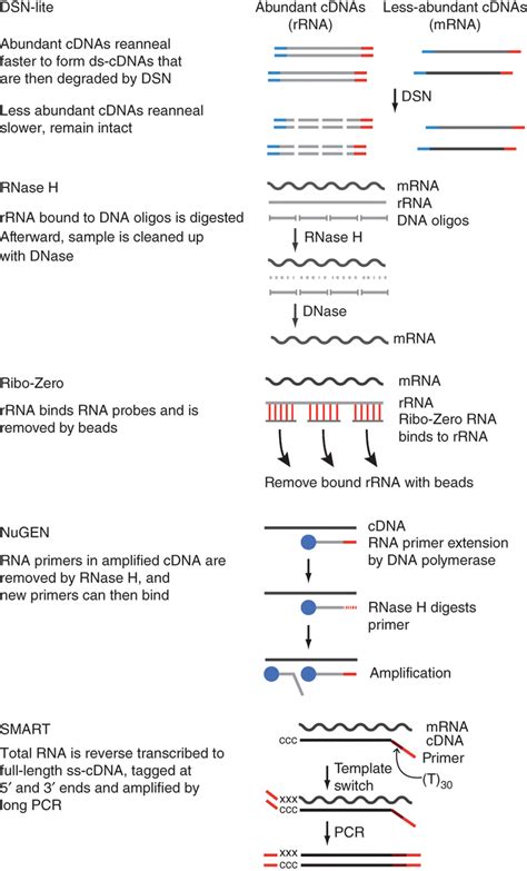 Methods for total RNA-seq. Salient details for five protocols for total... | Download Scientific ...