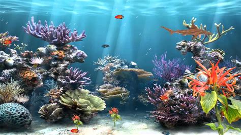 Coral Reef Aquarium Animated. Source 1920x1080 | Painel fundo do mar ...