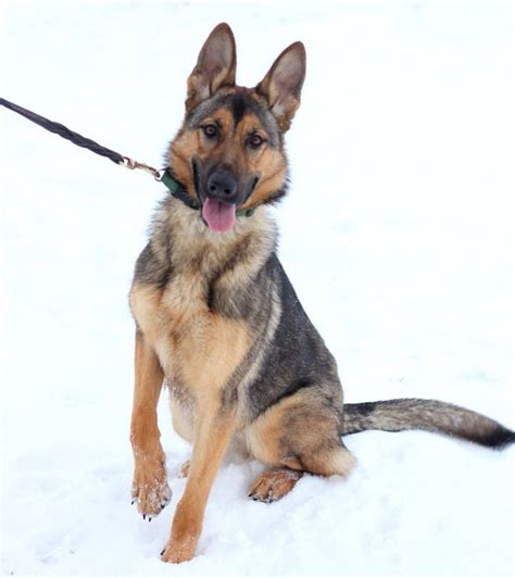 German Shepherd Guard Dog for sale | Scott's Police K9 LLC | Pinterest