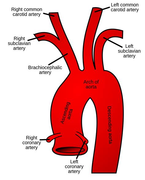 Descending aorta - Wikipedia