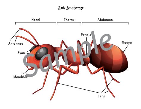 Ant Anatomy Cut & Paste Worksheet - Gift of Curiosity