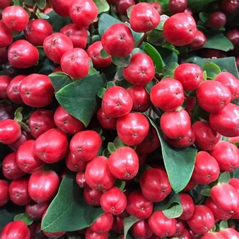 Red Hypericum Berries in 2021 | Hypericum berries, Wedding flower ...