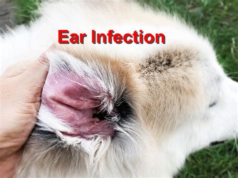 What Causes An Ear Infection In Dogs