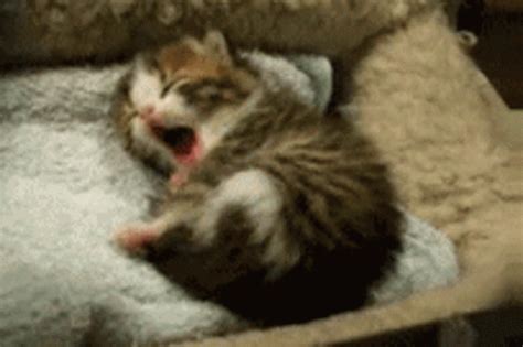 Yawn Cute Animals GIF - Yawn CuteAnimals CuteCat - Discover & Share GIFs