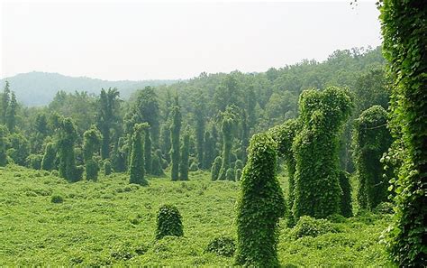 Invasive Plant Species - Hot Springs National Park (U.S. National Park ...