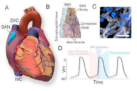 Anatomy and physiology of the sinoatrial node. (A) Diagram of the heart ...