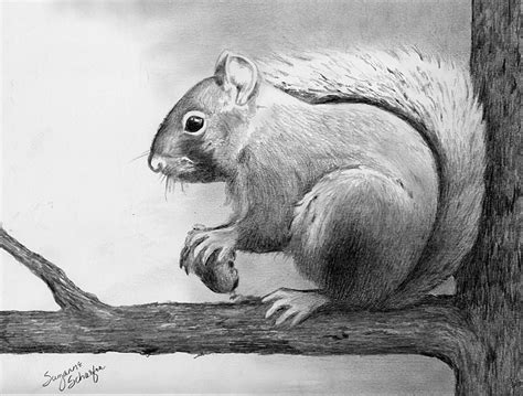 Pencil Sketches Of Animals at PaintingValley.com | Explore collection ...