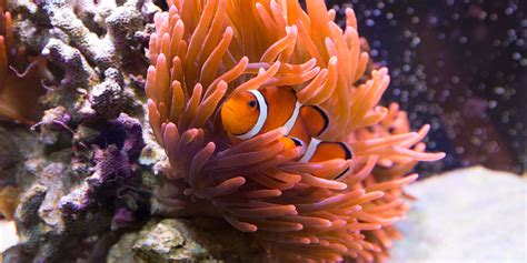 Corals and sea anemones (anthozoa) | Smithsonian's National Zoo