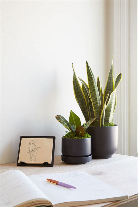 10 Perfect Desk Plants For Your Workspace — Plant Care Tips and More ...