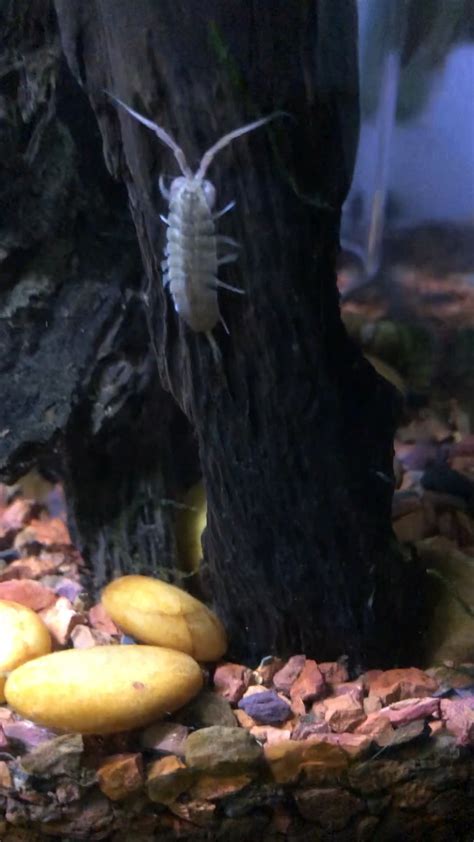 My freshwater Isopods in my 10g planted tank with shrimp and betta fry ...