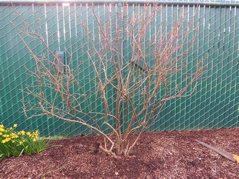 How to Prune Blueberry Bushes | Perfect Plants Nursery