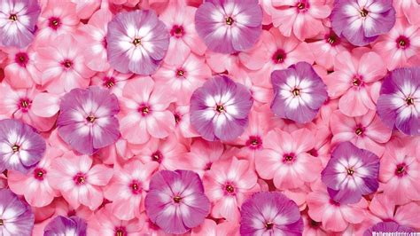 Hd Pink And Purple Flower Pattern Wallpaper - Pink Flower Wallpaper ...