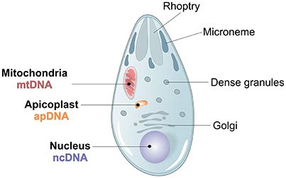 Labelled Diagram Of Plasmodium Vivax