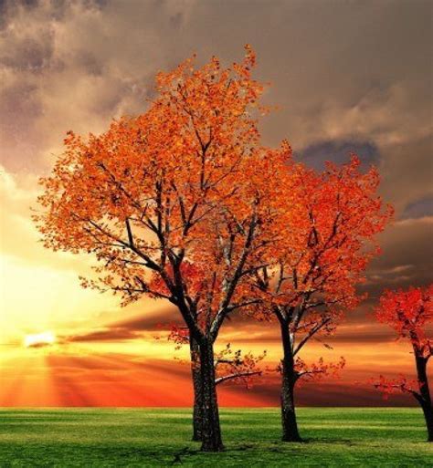 Beautiful Fall Trees