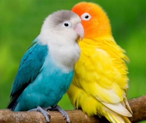 14 Fun Facts about Love Birds - Tail and Fur