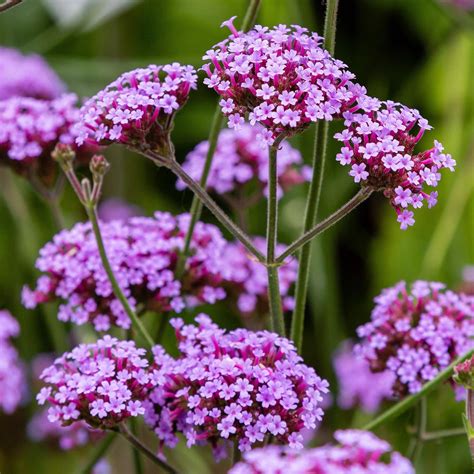 Amazon.com : Outsidepride Verbena Purpletop Vervain - 5000 Seeds ...