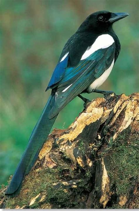 Black-billed Magpie (Birds)