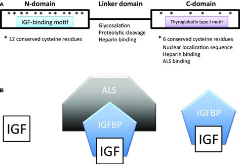 | (A) Domain structure of insulin-like growth factor-binding proteins ...