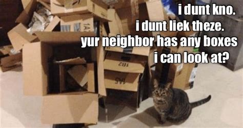 Picky kitty hates ebryfings! | Funny cat memes, Funny animals, Cat memes