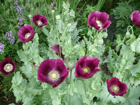 Papaver somniferum (Opium Poppy) - World of Flowering Plants