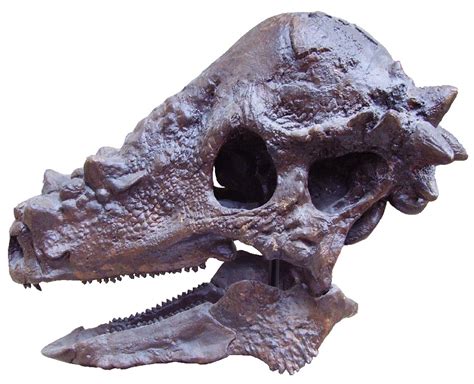 Pachycephalosaurus Pictures & Facts - The Dinosaur Database