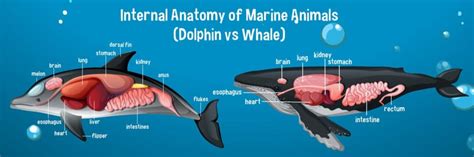 Dolphin Brain vs. Human Brain: What's the Difference?