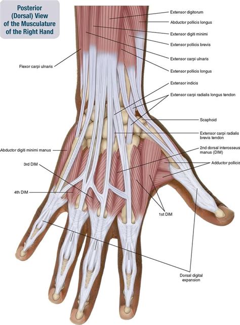 Hand musculature | Human muscle anatomy, Muscle anatomy, Hand anatomy