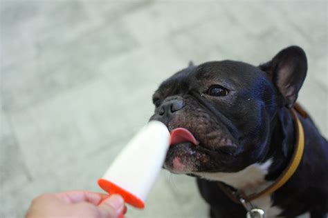 13 delicious dog ice cream recipes - Care.com Resources