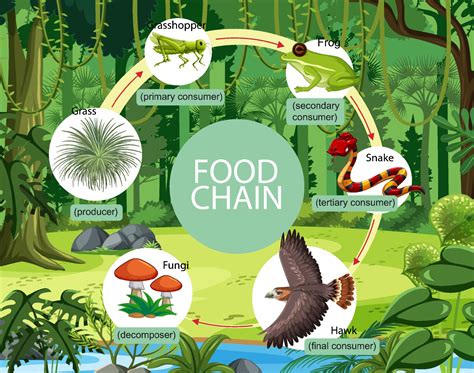 Rainforest Food Chain Animals - img-floppy