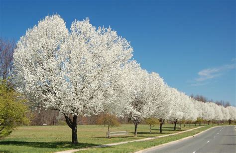 many, many gorgeous flowering trees | Spring is certainly he… | Flickr