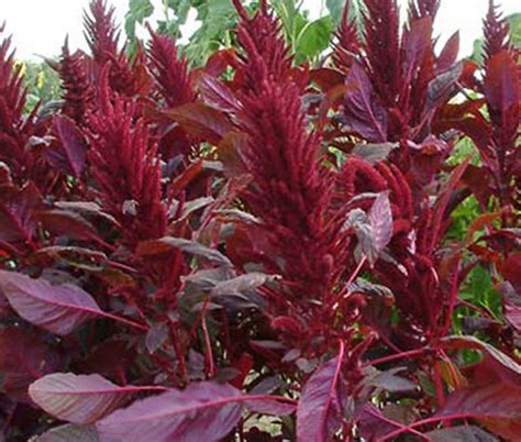 Amaranthus Red Spike Amaranthus Cruentus Seeds