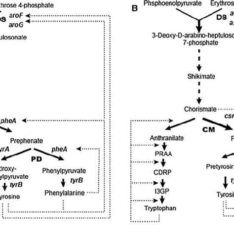 L-phenylalanine (L-Phe) biosynthesis pathway in Escherichia coli (a ...