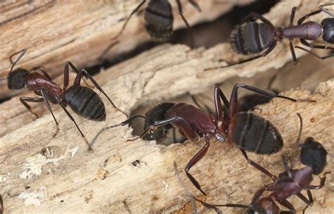 How To Locate A Carpenter Ant Nest