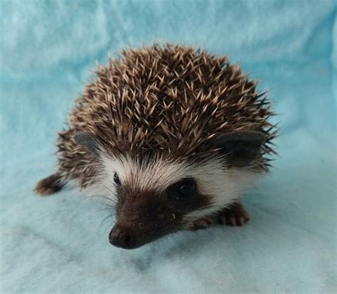 Beautiful Black Male Algerian Hedgehog | Pet cat toys, Animals, African ...