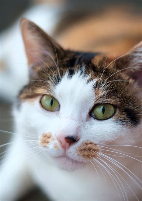 Calico Cat Breeds | The Tri-Color and Gorgeous Cat - Cats In Care