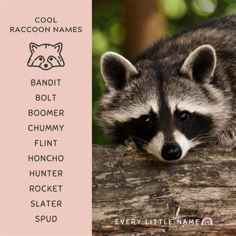 160+ Best Raccoon Names (Cool, Funny, and Cute) - Every Little Name