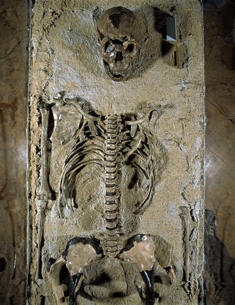 Fossilised skeleton of Homo erectus boy from Kenya - Stock Image - E438 ...