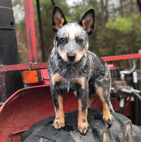 Are Labrador Retriever Heelers Good Family