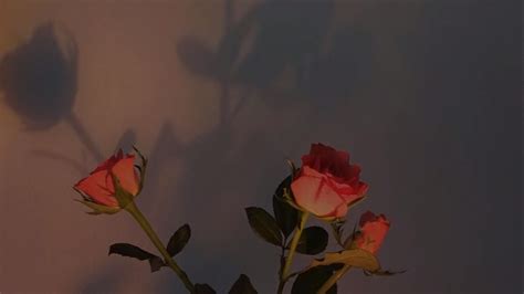 Roses wallpaper | Rose wallpaper, Cute laptop wallpaper, Aesthetic ...