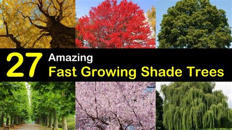 27 Amazing Fast Growing Shade Trees