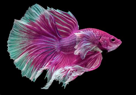 100+ Pink Fish Names - FishLab