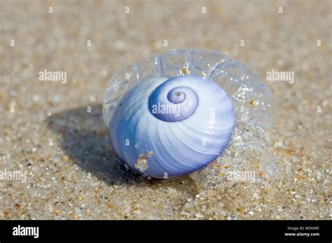 blue sea snail Stock Photo - Alamy