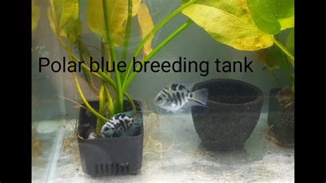 How to breed Polar blue parrot cichlids easy and effective - YouTube