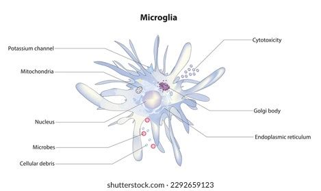 Biological Anatomy Microglia Cell Stock Vector (Royalty Free ...