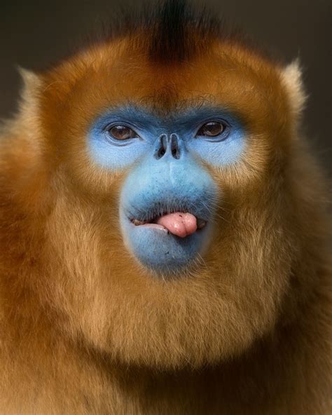 Golden monkey from the mountains of China - Golden snub-nosed monkey ...