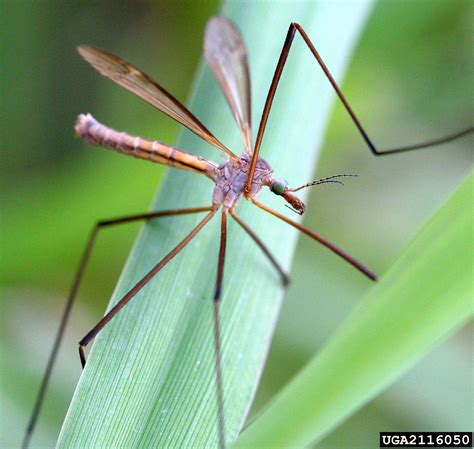 crane flies, Tipula spp. (Diptera: Tipulidae) - 2116050