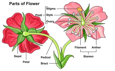 Morphology of Flower: Flower Structure, Parts, Videos, Solved Examples