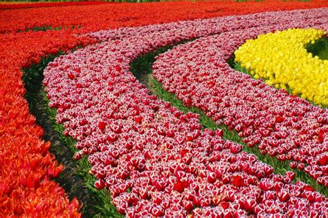 Tulip Fields in the Netherlands - When & Where (2023)