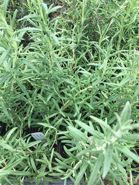 Rosmarinus officinalis 'Arp' ARP ROSEMARY Live Plant | Etsy